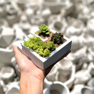 Chậu xi măng mini trồng sen đá bậc thang, chậu trồng xương rồng