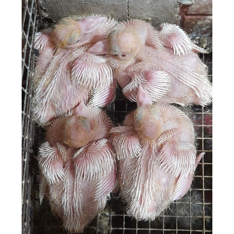 CÁM SỮA DIỀU 4 CHO BỒ CÂU CON MỚI NỞ 1KG