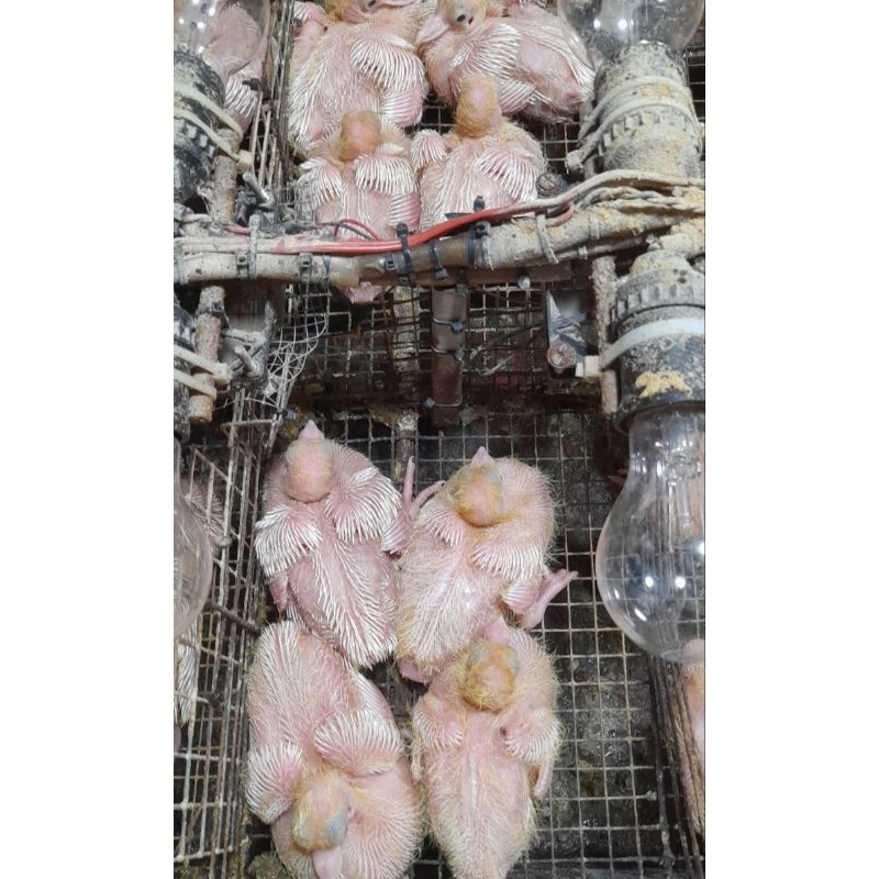 CÁM SỮA DIỀU 4 CHO BỒ CÂU CON MỚI NỞ 1KG