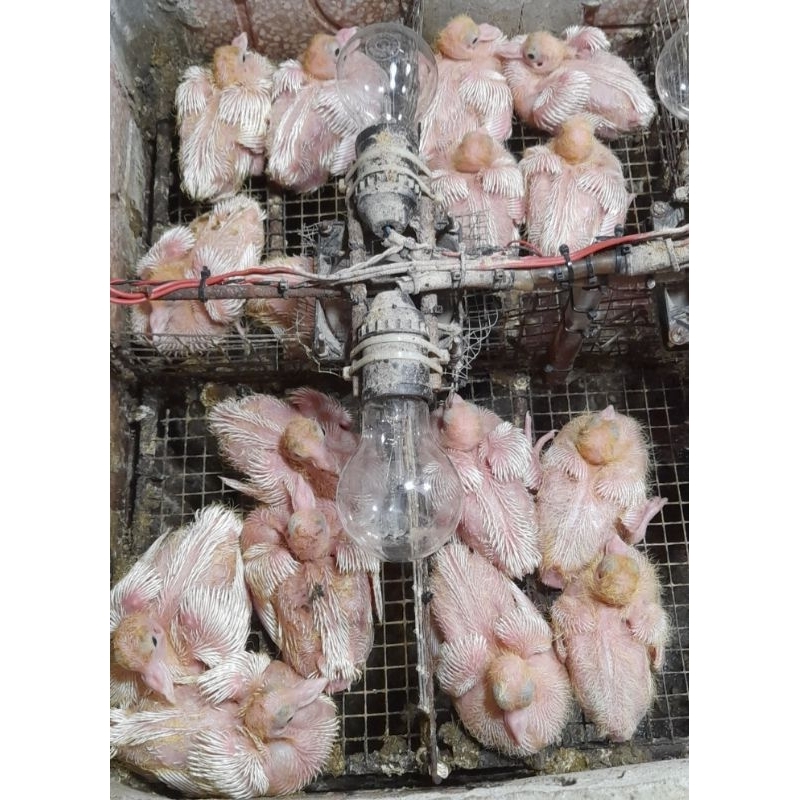 CÁM SỮA DIỀU 4 CHO BỒ CÂU CON MỚI NỞ 1KG