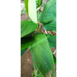5 cây củ lùn dài/ bình tinh