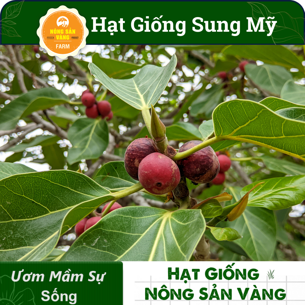 Hạt Giống Sung Mỹ  Giá Trị Dinh Dưỡng Cao, Tốt Cho Sức Khỏe - Nông Sản Vàng