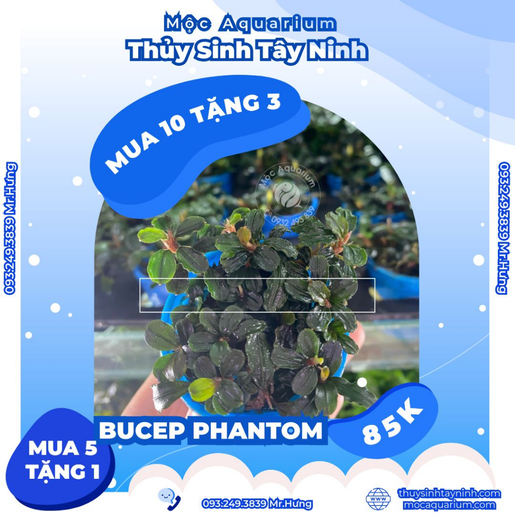 Bucep Phantom - Cây Thủy Sinh - MUA 10 TẶNG 1