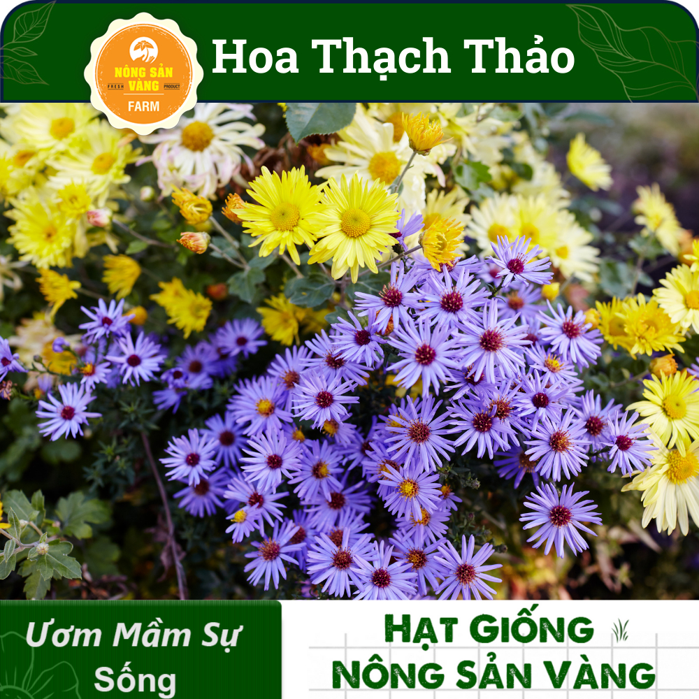 Hạt Giống Hoa Thạch Thảo Tuyệt Đẹp Cho Khu Vườn Của Bạn Dành Cho Người Yêu Hoa, Nhiều Màu  - Nông Sản Vàng