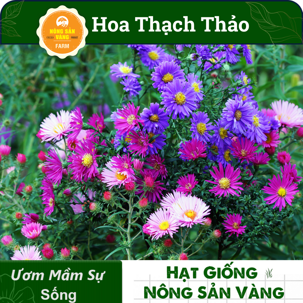 Hạt Giống Hoa Thạch Thảo Tuyệt Đẹp Cho Khu Vườn Của Bạn Dành Cho Người Yêu Hoa, Nhiều Màu  - Nông Sản Vàng