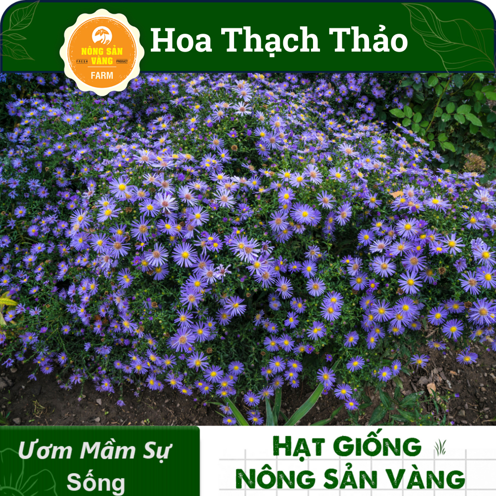 Hạt Giống Hoa Thạch Thảo Tuyệt Đẹp Cho Khu Vườn Của Bạn Dành Cho Người Yêu Hoa, Nhiều Màu  - Nông Sản Vàng