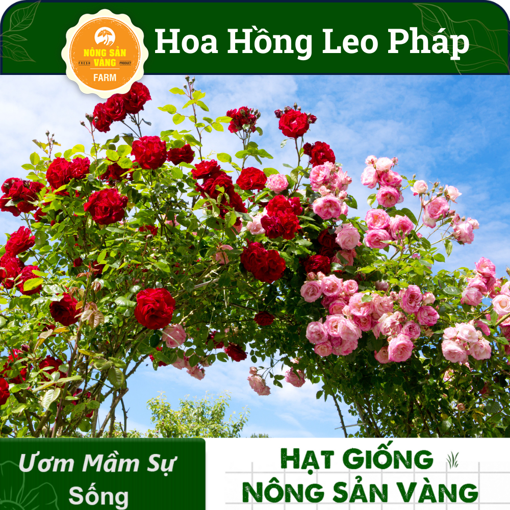 Hạt giống Hoa Hồng Pháp, oa Rất Thơm, Nhiều Bông Một Cụm, Ra Hoa Liên Tục, Mùi Hương Thơm (Gói 10 Hạt) - Nông Sản Vàng