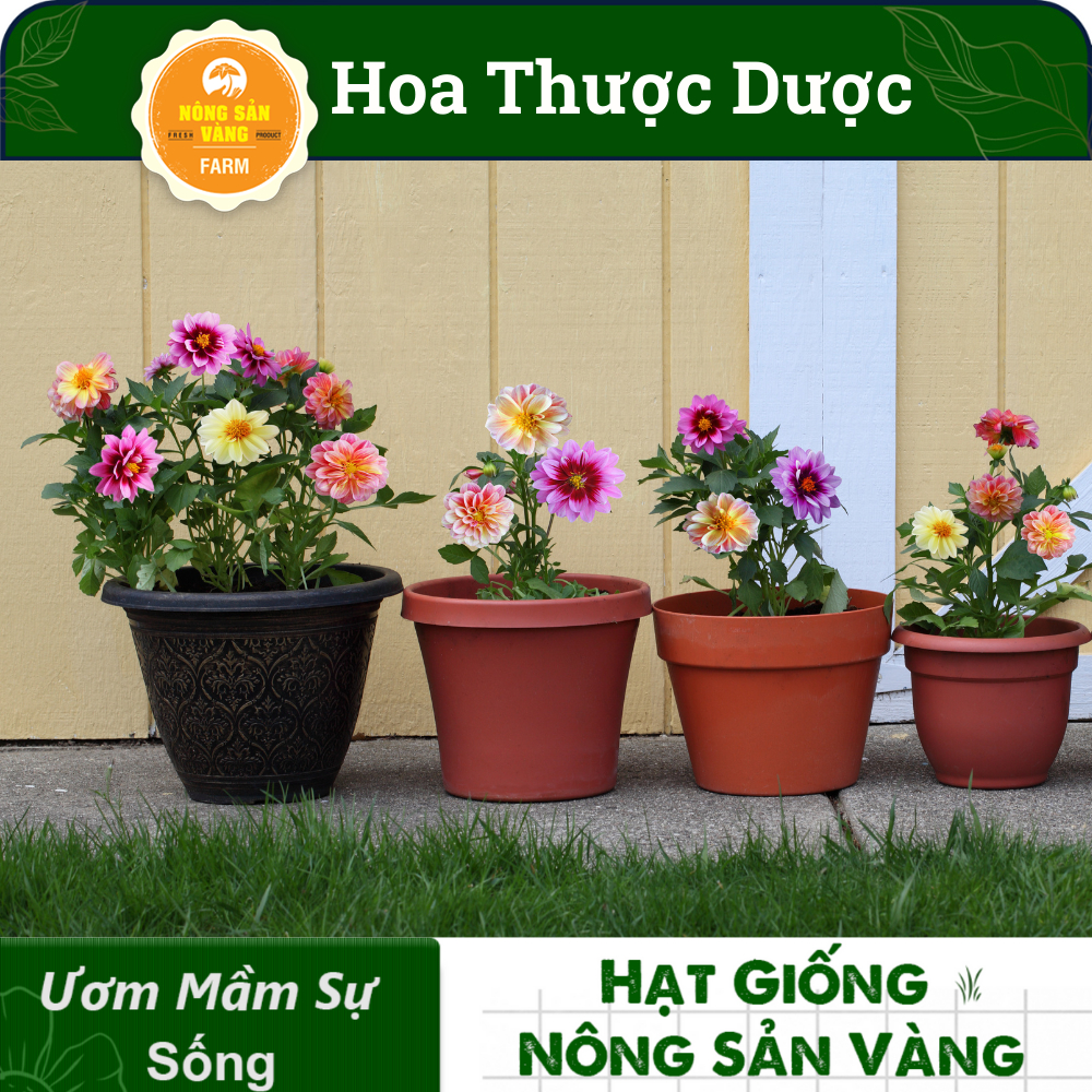 Hạt giống Hoa Thược Dược Nhiều Màu, Dễ Trồng, ít Sâu Bệnh, Ưa Nắng, Bông To, Lâu Tàn  - Nông Sản Vàng