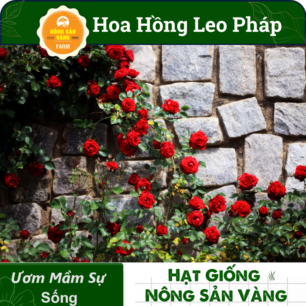 Hạt giống Hoa Hồng Pháp, oa Rất Thơm, Nhiều Bông Một Cụm, Ra Hoa Liên Tục, Mùi Hương Thơm (Gói 10 Hạt) - Nông Sản Vàng