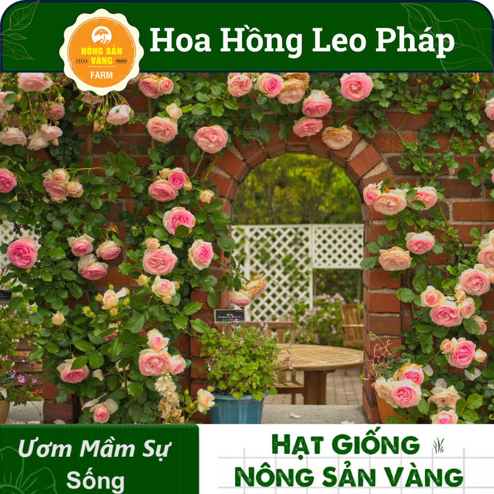 Hạt giống Hoa Hồng Pháp, oa Rất Thơm, Nhiều Bông Một Cụm, Ra Hoa Liên Tục, Mùi Hương Thơm (Gói 10 Hạt) - Nông Sản Vàng