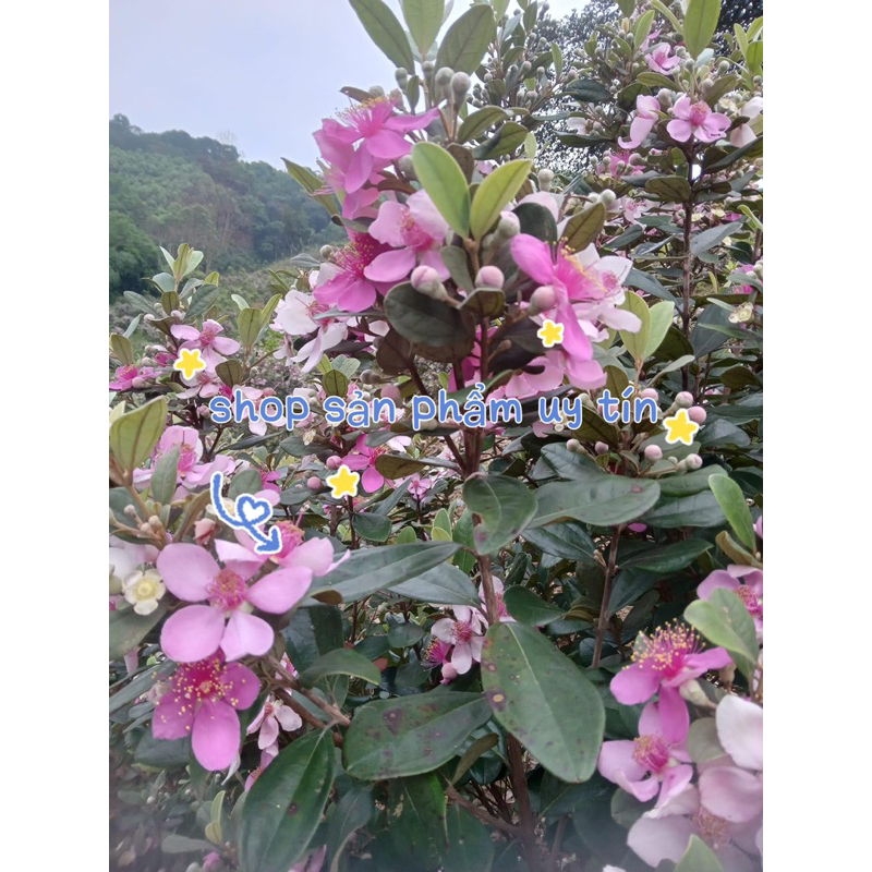 Cây sim tán bụi đẹp