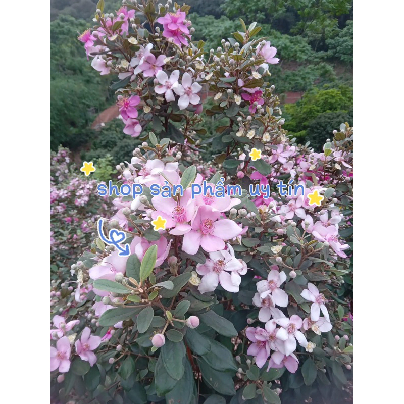 Cây sim tán bụi đẹp