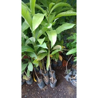 Cây sala(tha la, ngọc kỳ lân) cao từ 50-100cm.