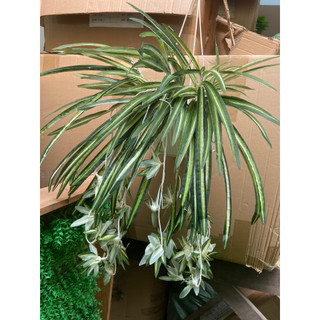 Cây tóc tiên rũ giả, cây giả trang trí, cây dài 60cm, 5 nhánh lá - VNG-Y01 (chưa bao gồm chậu)