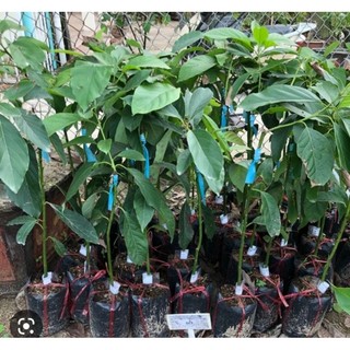 Chậu cây bơ 034 trái dài ( cao 50-70cm )