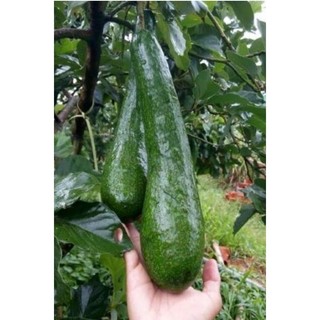Chậu cây bơ 034 trái dài ( cao 50-70cm )