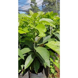 Chậu cây bơ 034 trái dài ( cao 50-70cm )