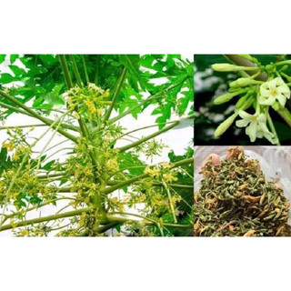 HẠT GIỐNG ĐU ĐỦ ĐỰC LÙN SIÊU HOA (gói 10 hạt)