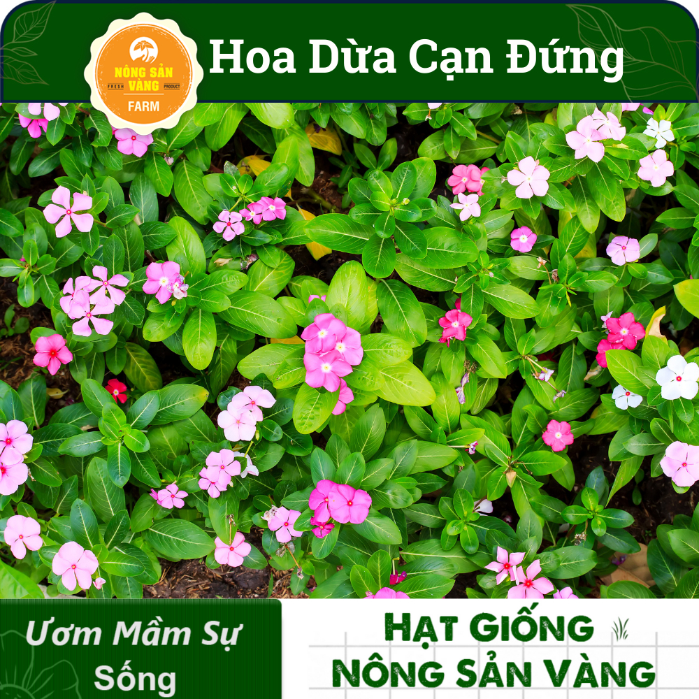 Hạt giống Hoa Dừa Cạn Đứng Lùn Nhiều Màu, Hoa Đẹp Cả Thân Lá, Hoa Nhiều Màu, Lá Xanh  - Nông Sản Vàng