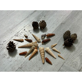 Vỏ ốc Rugosus, vỏ ốc Đinh, trang trí