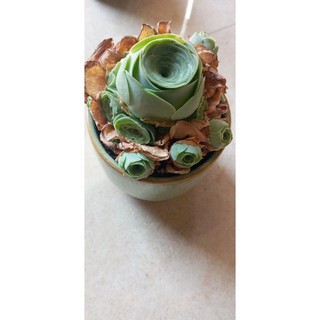 Cây hoa hồng xanh Greenovia - sen đá hoa hồng xanh