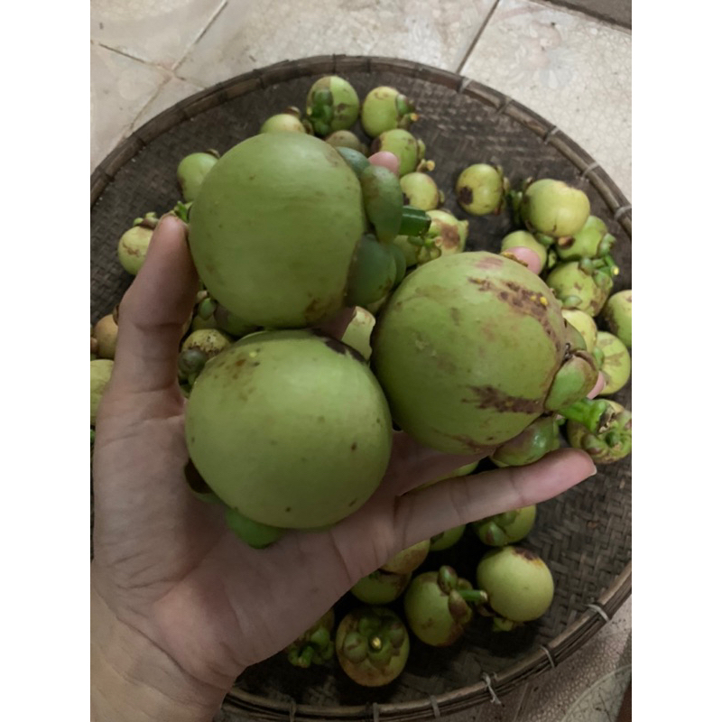 🔥HOT (Combo 3kg )Măng cụt xanh làm gỏi gà,gỏi tôm thịt ăn chấm muối ớt siêu giòn ngọt nhà vườn