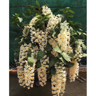 Hoa lan kiều vuông hoa tết