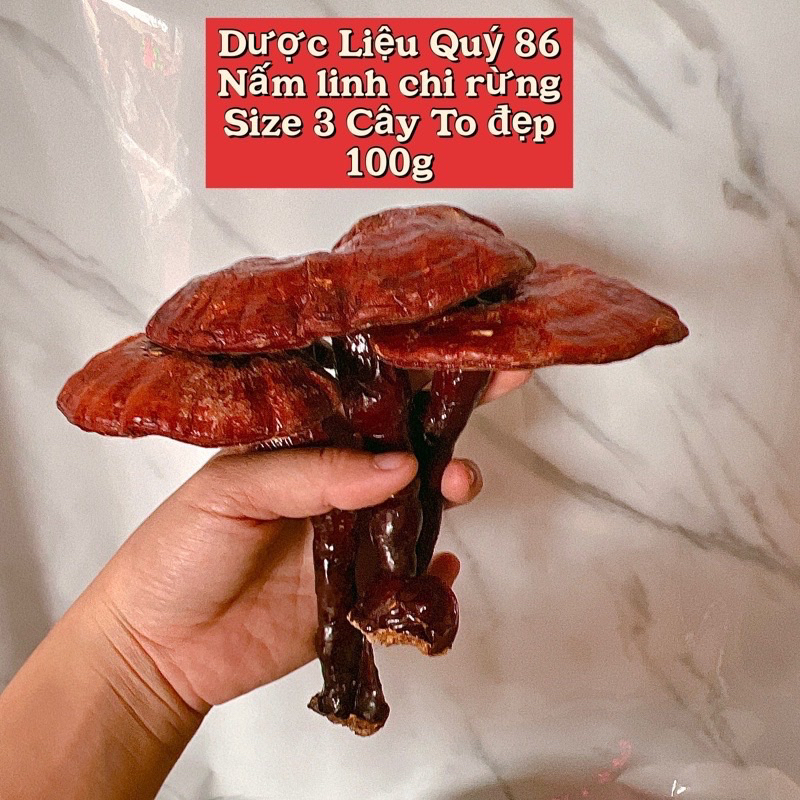 2 Cây Nấm Linh Chi Rừng