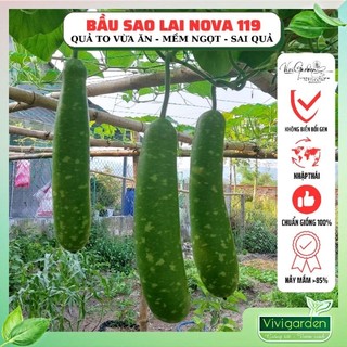 Hạt giống bầu sao lai F1 Nova 119 gói 1gr quả to dài có sao cực đẹp ăn mềm ngọt không bị thâm khi nấu