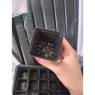 SET 100 CHẬU NHỰA 5x5 TRỒNG XƯƠNG RỒNG SEN ĐÁ