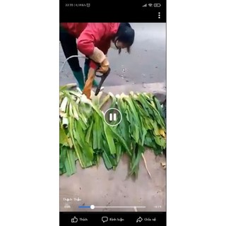 Cây đại tướng quân,bạch trinh biển,náng hoa trắng t ri th oát v ị đĩa đệm