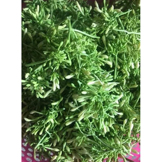 HẠT GIỐNG ĐU ĐỦ ĐỰC LÙN SIÊU HOA (gói 10 hạt)