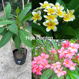 Cây hoa đại sứ hoa đại hoa thơm