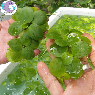 Cây thủy sinh bèo Nhật 20 cây ( siêu rẻ )