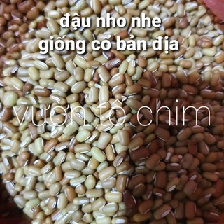 Hạt Giống Đậu Nho Nhe bùi ngon - giống đậu cổ bản địa