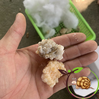 ( 10Ổ)Trứng Ốc Nhồi Miền Bắc