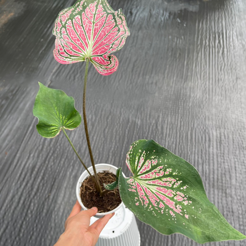 Môn kiểng: Caladium Thai Beauty - Môn Thiên Nga