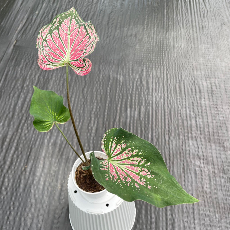 Môn kiểng: Caladium Thai Beauty - Môn Thiên Nga