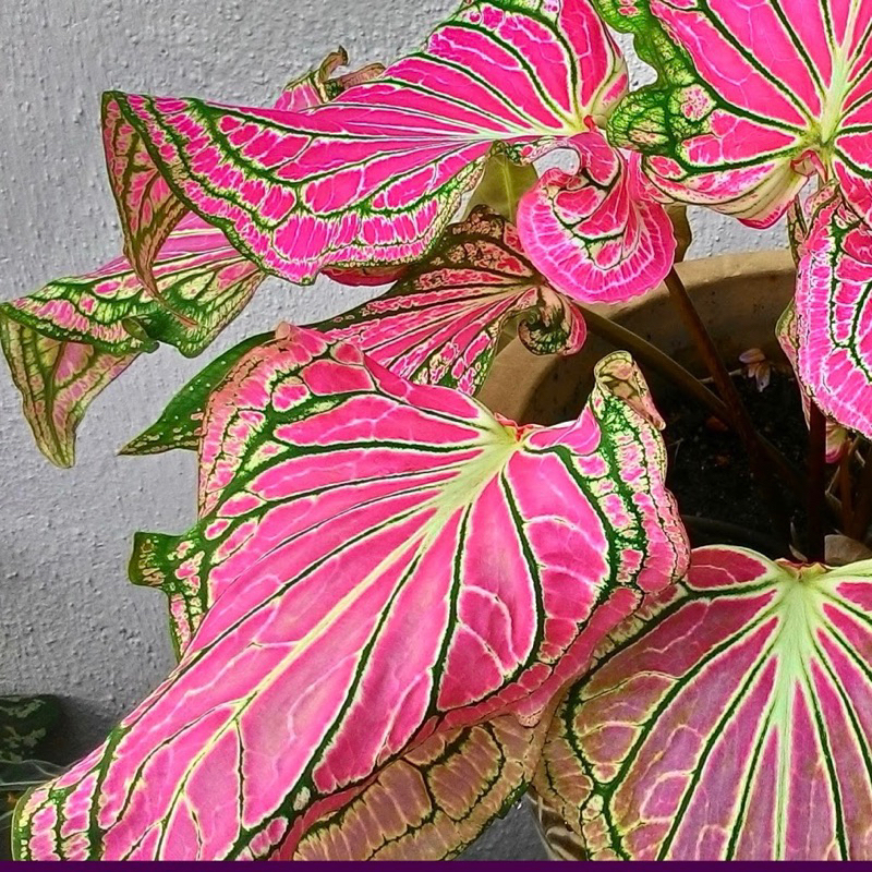 Môn kiểng: Caladium Thai Beauty - Môn Thiên Nga