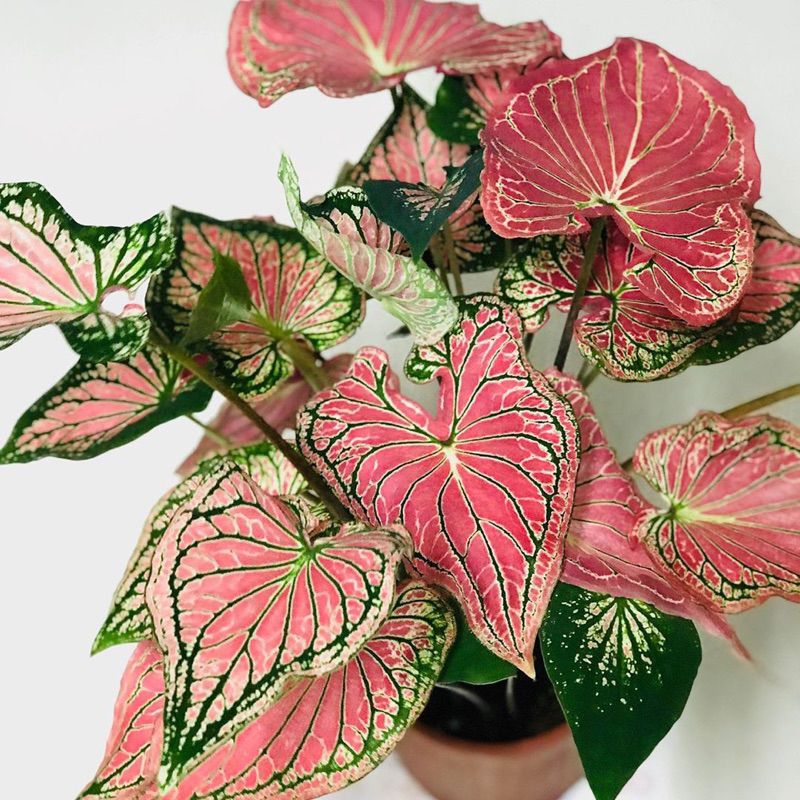 Môn kiểng: Caladium Thai Beauty - Môn Thiên Nga