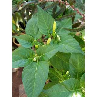 Giống ớt xiêm ớt hiểm xanh
