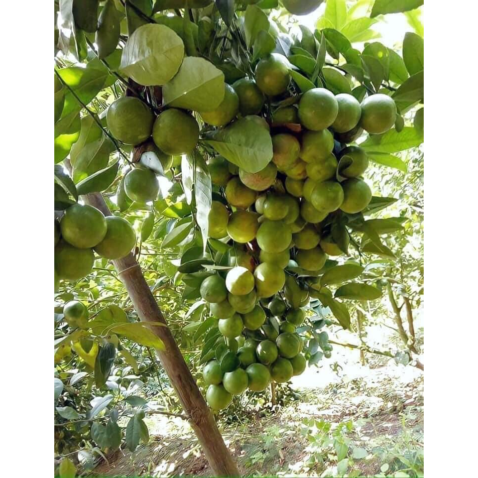CÂY GIỐNG CHANH KHÔNG HẠT SIÊU TRÁI