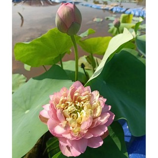 Củ sen Nhật cam