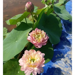 Củ sen Nhật cam