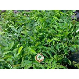 Cây móc mật (giao siêu nhanh cam kết chất lượng)(giống chuẩn cây siêu đẹp)