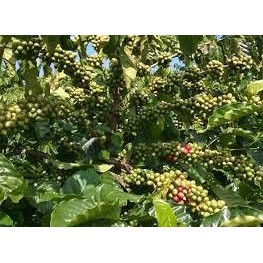 Giống cà phê vối TR4 (cây siêu khỏe có bảo hành vận chuyển nhanh)(giống chuẩn cây siêu đẹp)