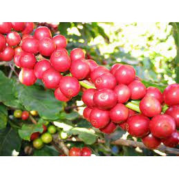 Cây cà phê arabica giống