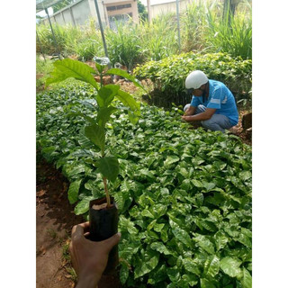 cây cà phê arabica giống (giống chuẩn cây siêu đẹp)