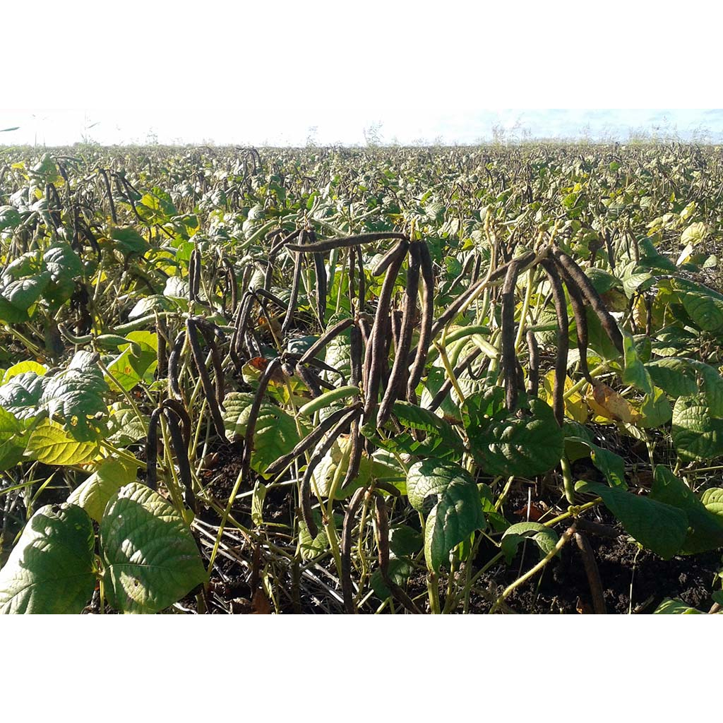 500GRAM ĐẬU XANH NGUYÊN HẠT THUẦN CHỦNG HỮU CƠ TỰ NHIÊN - HẠT BAN MÊ FOOD