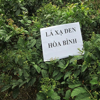 1kg Xạ Đen Hòa Bình Sấy Khô